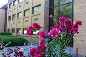 世界大学大楼前的粉色花朵